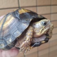 ユカタンハコガメ（約11,5cm）CB
