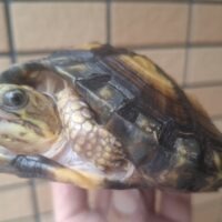ユカタンハコガメ（約11,5cm）CB
