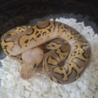 ボールパイソン（パステルクラウンposshetモナーク）26CB メス