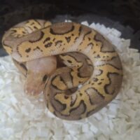 ボールパイソン（パステルクラウンposshetモナーク）26CB メス