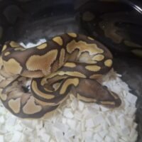 ボールパイソン(レッサーDhet TSKアザン,デザゴ)26CB オス
