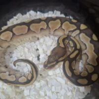 ボールパイソン(レッサーDhet TSKアザン,デザゴ)26CB オス