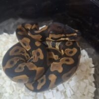 ボールパイソン(レオパードDhet TSKアザン,デザゴ)26CB オス