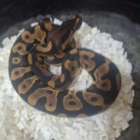 ボールパイソン(レオパードDhet TSKアザン,デザゴ)26CB オス
