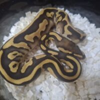 ボールパイソン(レッサーレオパードDhet TSKアザン,デザゴ)26CB メス
