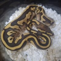ボールパイソン(レッサーレオパードDhet TSKアザン,デザゴ)26CB メス