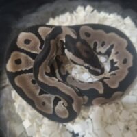 ボールパイソン(レオパードTSKアザンhetデザゴ)26CB オス