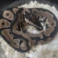 ボールパイソン(レオパードTSKアザンhetデザゴ)26CB オス