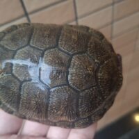 ヨーロッパヌマガメ（ウクライナ産）甲長約10cm（尾先切れ）