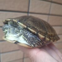 ヨーロッパヌマガメ（ウクライナ産）甲長約10cm（尾先切れ）