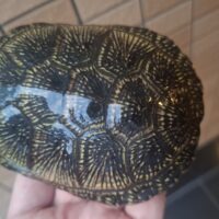 ヨーロッパヌマガメ（ウクライナ産）甲長約11cm（尾先切れ）