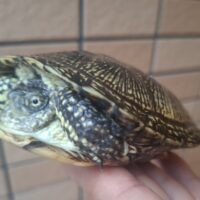 ヨーロッパヌマガメ（ウクライナ産）甲長約11cm（尾先切れ）