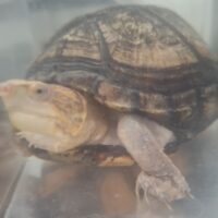 ノドジロドロガメ（甲長約13cm）WC　メス