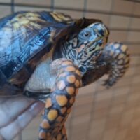 トウブハコガメ（甲長約15cm）23CB オス