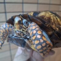 トウブハコガメ（甲長約15cm）23CB オス