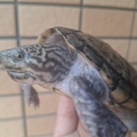 スジクビヒメニオイガメ（甲長約10cm）メス