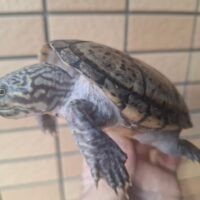 スジクビヒメニオイガメ（甲長約10cm）メス