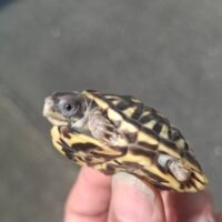 キタニシキハコガメ（26CB）甲長約5cm TSDメス（豆甲板）