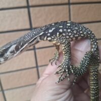 ネグロスウォーターモニター（ホワイトヘッド）26CB