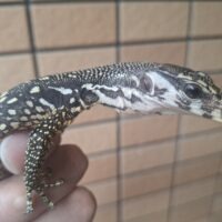 ネグロスウォーターモニター（ホワイトヘッド）26CB