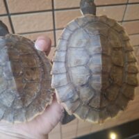 ブランデルカブトガメ（甲長約11,5～13cm）