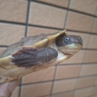 ブランデルカブトガメ（甲長約11,5～13cm）
