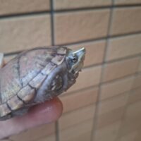 ミシシッピニオイガメ（甲長約6cm）オス