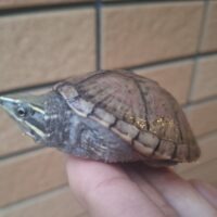 ミシシッピニオイガメ（甲長約6cm）オス