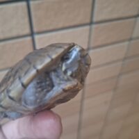 ミシシッピニオイガメ（100％hetアルビノ）甲長約6cm メス（多甲板）