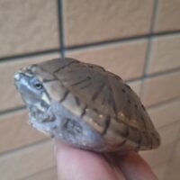 ミシシッピニオイガメ（100％hetアルビノ）甲長約6cm メス（多甲板）