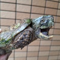 シウイオオアタマガメ(甲長約15cm)オス(登録番号220-001729号/2027年3月10日まで)