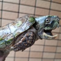 シウイオオアタマガメ(甲長約15cm)オス(登録番号220-001729号/2027年3月10日まで)