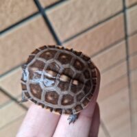 トウブハコガメ(26CB)尾先切れ TSDメス(配合餌付済)