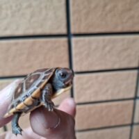 トウブハコガメ(26CB)尾先切れ TSDメス(配合餌付済)