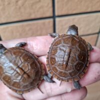 ミツユビハコガメ（26CB）TSDメス（配合餌付済）