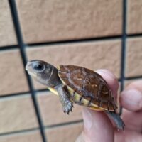 ミツユビハコガメ（26CB）TSDメス（配合餌付済）