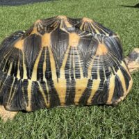 ホウシャガメ（甲長約26,5cm）登録番号230-005947号/2028年7月28日まで