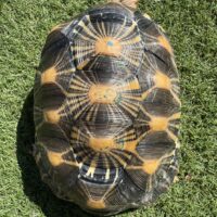 ホウシャガメ（甲長約26,5cm）登録番号230-005947号/2028年7月28日まで