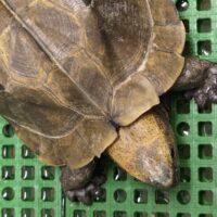 オプストヒラセガメ（甲長約15cm）飼い込み　オス