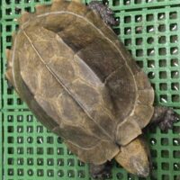 オプストヒラセガメ（甲長約15cm）飼い込み　オス