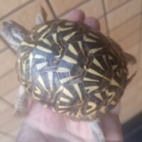 キタニシキハコガメ(甲長約8,3cm)25CB