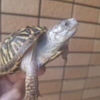 キタニシキハコガメ(甲長約8,3cm)25CB