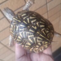 キタニシキハコガメ(甲長約8,5cm)25CB