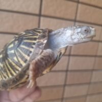 キタニシキハコガメ(甲長約8,5cm)25CB