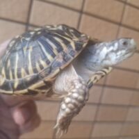 キタニシキハコガメ(甲長約10cm)24CB後期