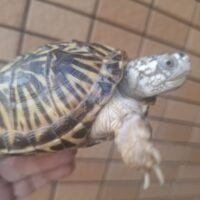 キタニシキハコガメ(甲長約10cm)24CB後期