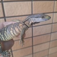 アフリカンロックモニター（ノドグロ）