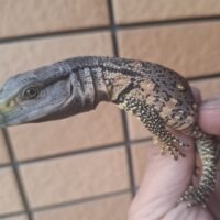 アフリカンロックモニター（ノドグロ）