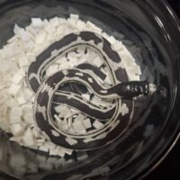 カリフォルニアキングスネーク(アベラント)26CB