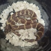 カリフォルニアキングスネーク（ハイポ）26CB